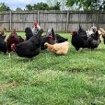 BACKYARD CHICKENS