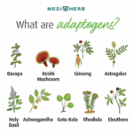 What are adaptogens?
