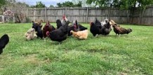 BACKYARD CHICKENS