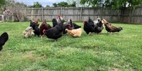 BACKYARD CHICKENS