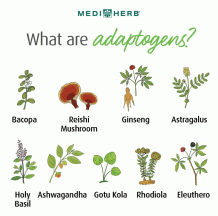 What are adaptogens?